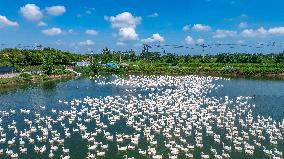Ecological Goose Breeding Industry
