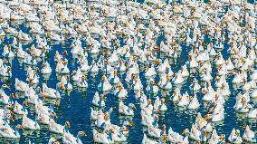 Ecological Goose Breeding Industry