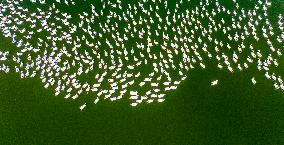 Ecological Goose Breeding Industry
