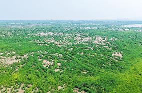 National Ecology Day