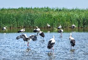 National Ecology Day