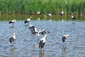 National Ecology Day