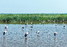 National Ecology Day