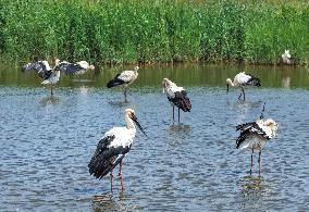 National Ecology Day