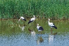 National Ecology Day