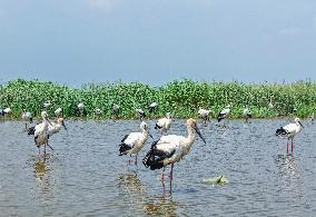 National Ecology Day