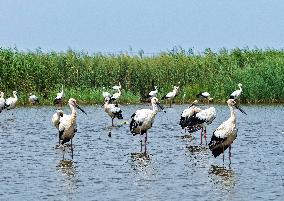 National Ecology Day