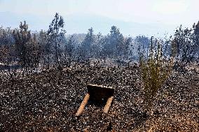 2025 Wildfires Threaten Naples - Italy