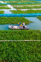 Ecological Crab Breeding Base in Suqian