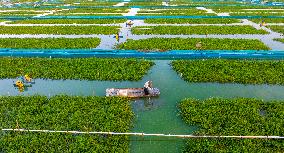 Ecological Crab Breeding Base in Suqian