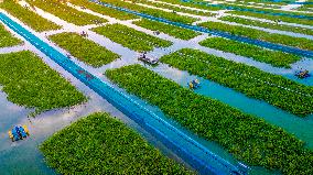 Ecological Crab Breeding Base in Suqian