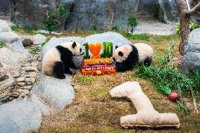 Giant Panda Twins Celebrate Birthday in Hong Kong - China