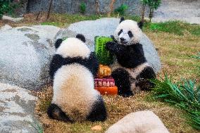 Giant Panda Twins Celebrate Birthday in Hong Kong - China