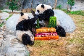 Giant Panda Twins Celebrate Birthday in Hong Kong - China