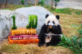 Giant Panda Twins Celebrate Birthday in Hong Kong - China