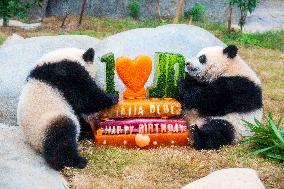 Giant Panda Twins Celebrate Birthday in Hong Kong - China