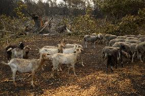 Wildfire in Ourense Burns Over 31,000 Hectares - Spain