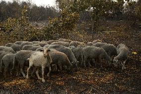 Wildfire in Ourense Burns Over 31,000 Hectares - Spain