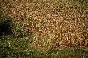 Illustration French Farming - France
