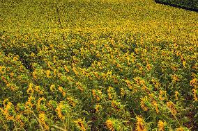 Illustration French Farming - France