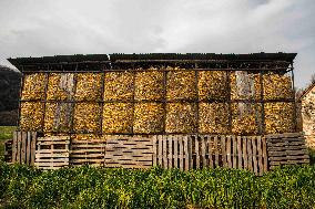 Illustration French Farming - France