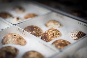 A Biodiversity Center To Safeguard Over 13M Specimens - Canberra