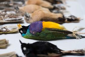 A Biodiversity Center To Safeguard Over 13M Specimens - Canberra