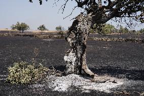 Fires in Cipérez and El Payo Spread Amid Wind and Heat - Spain