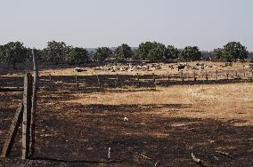 Fires in Cipérez and El Payo Spread Amid Wind and Heat - Spain
