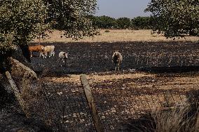 Fires in Cipérez and El Payo Spread Amid Wind and Heat - Spain