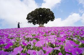 Petunia flowers in full bloom at eastern Japan park