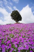 Petunia flowers in full bloom at eastern Japan park