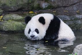 Giant Panda Coolness