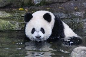 Giant Panda Coolness
