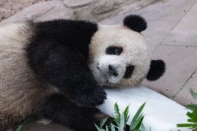 Giant Panda Coolness