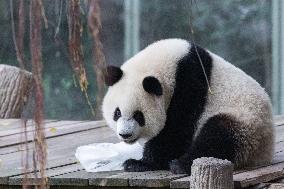 Giant Panda Coolness