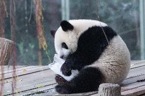 Giant Panda Coolness