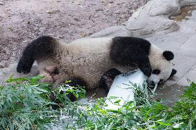 Giant Panda Coolness