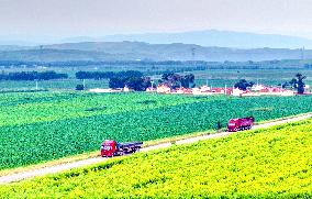 Colorful Farmland in Hohhot