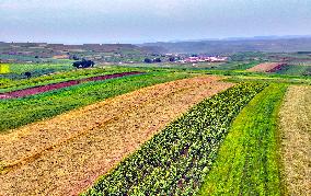 Colorful Farmland in Hohhot