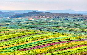 Colorful Farmland in Hohhot