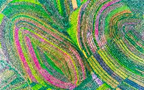 Colorful Farmland in Hohhot