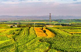Colorful Farmland in Hohhot