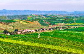 Colorful Farmland in Hohhot