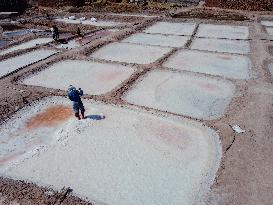 Salt Harvest Declines Sharply - Iraq
