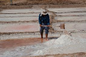 Salt Harvest Declines Sharply - Iraq