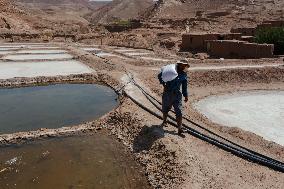 Salt Harvest Declines Sharply - Iraq