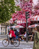 Illustration - Bike - Paris