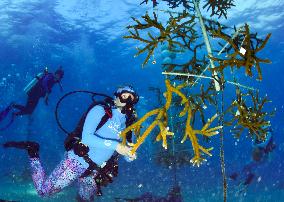 Coral Spawning - Florida