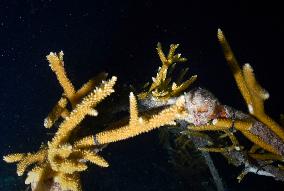 Coral Spawning - Florida